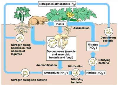 Daur Biogeokimia Nitrogen