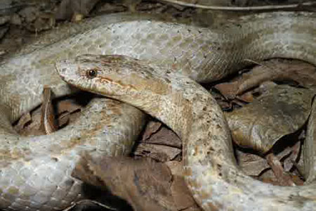 Ular Antiqua Ular terlangka di dunia
