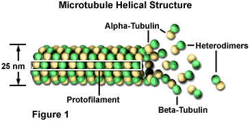 Struktur Mikrotubulus (Salah satu sitoskeleton)