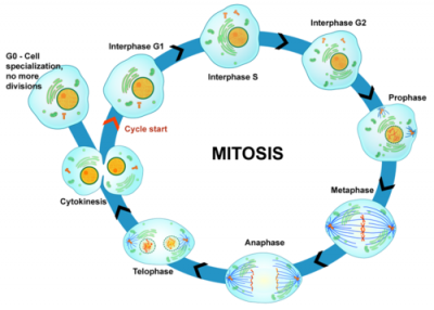 siklus sel dan mitosis