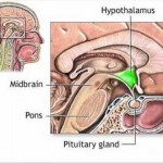 hipotalamus