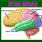 otak besar
