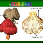 otak kecil