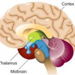 thalamus