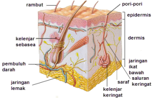 lapisan epidermis