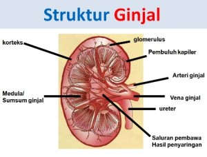 struktur ginjal